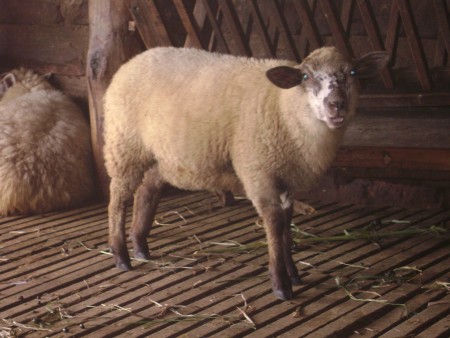 Ovelha (Ovis sp.)