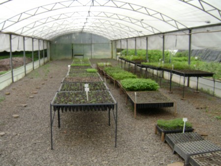 Estufa de produção de mudas florestais