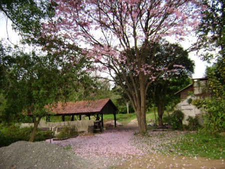 Ipê-roxo (Tabebuia avellanedae) florido no Viveiro Florestal